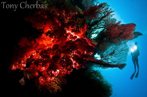 Backlight Series: #2. Soft Coral Explorer by Tony Cherbas 